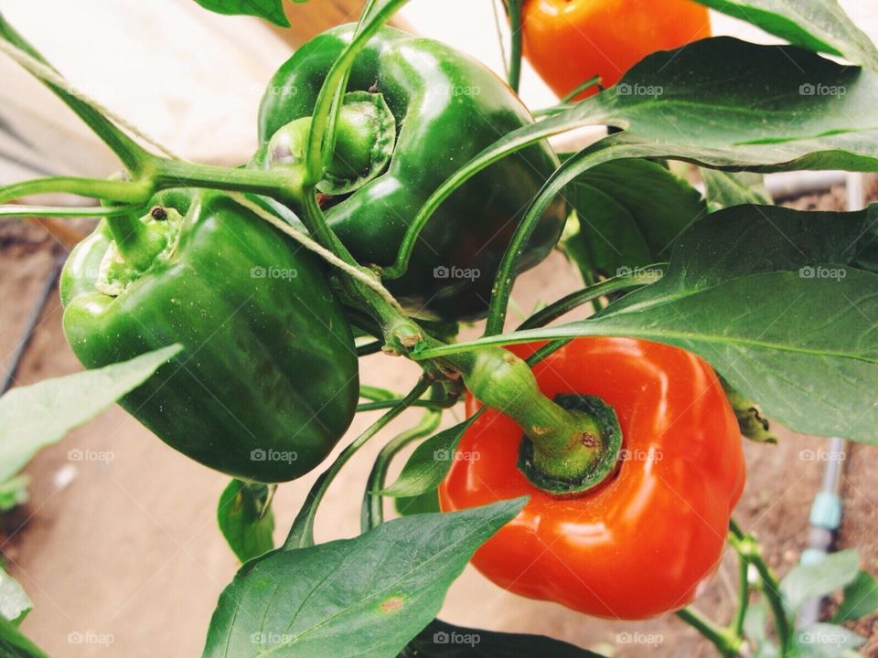 Red and green bell peppers. Red and green bell peppers plant in the garden 