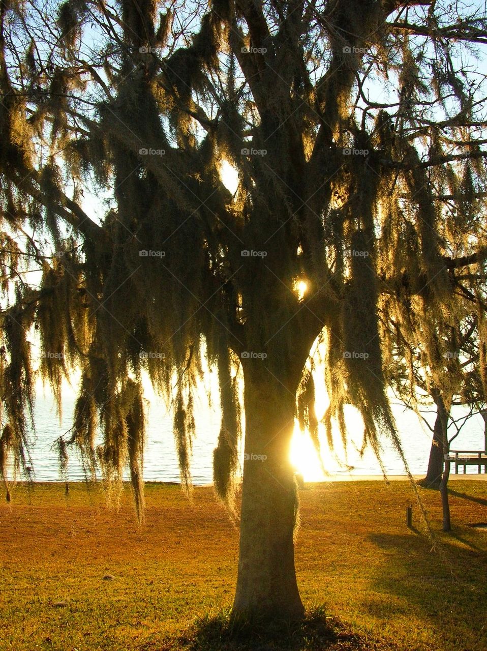 Mossy tree near river