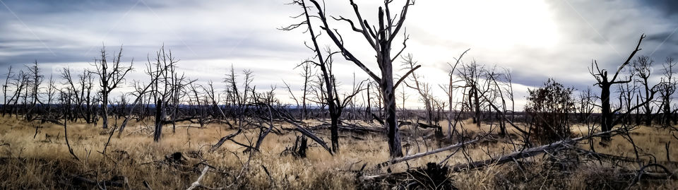 desolate land, after fire, national park