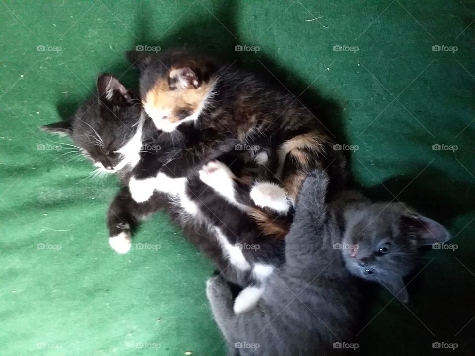 kittens