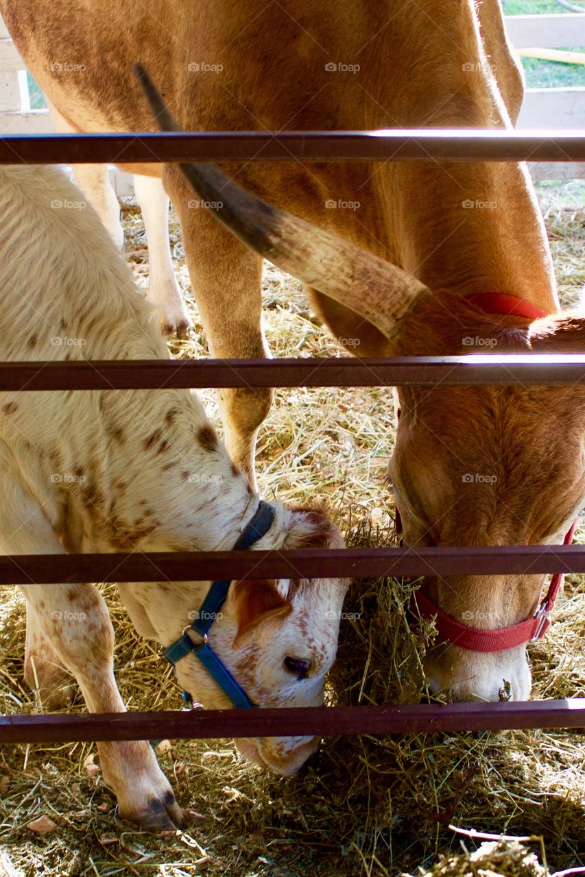 Backlit view of longhorn cattle - a cow and her calf, eating hay in a stall