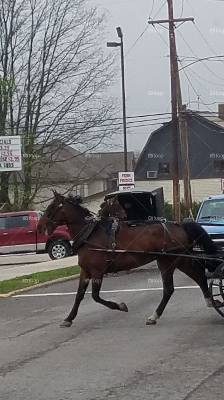 beautiful horse