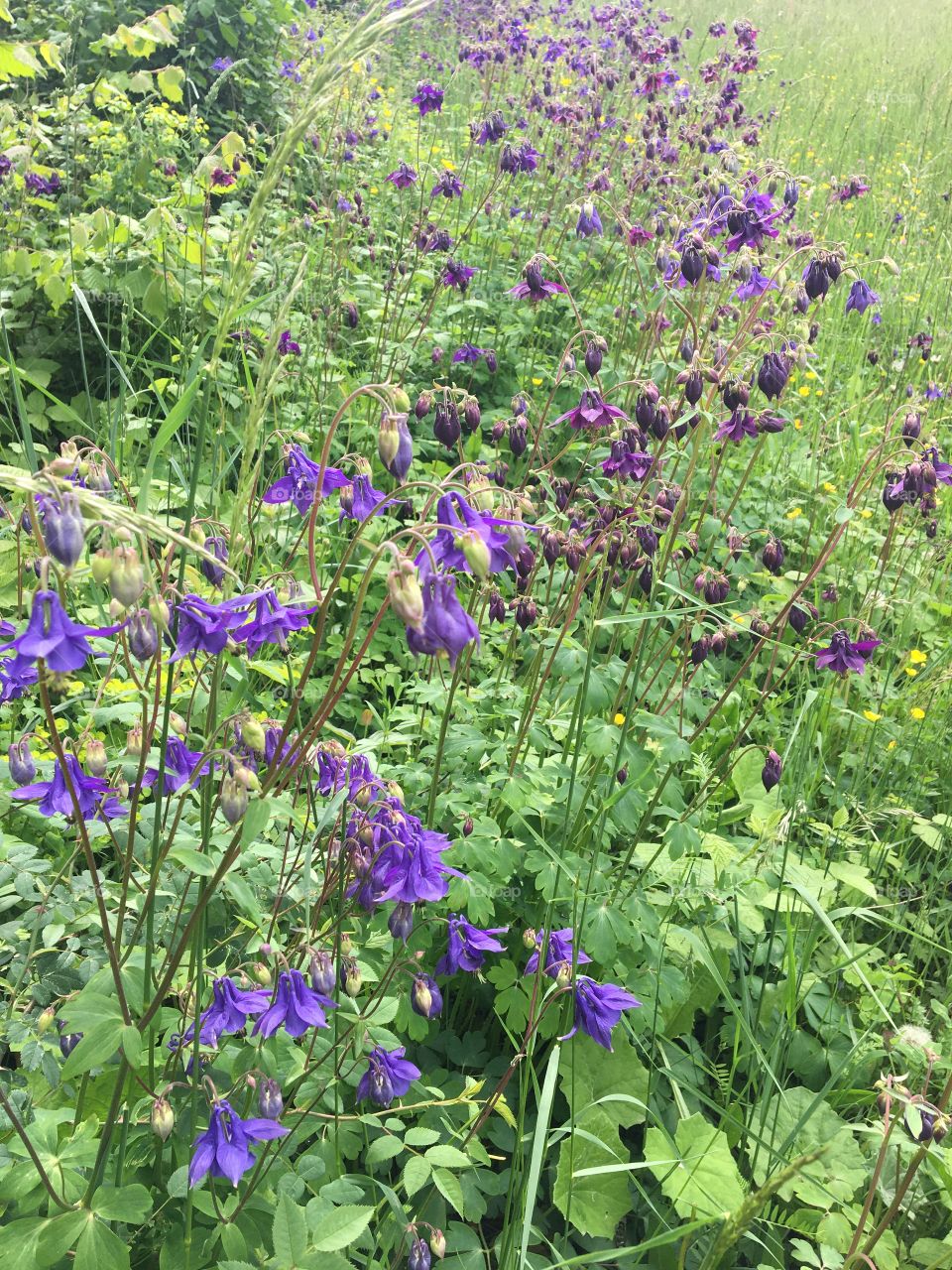 Wild columbines in fields