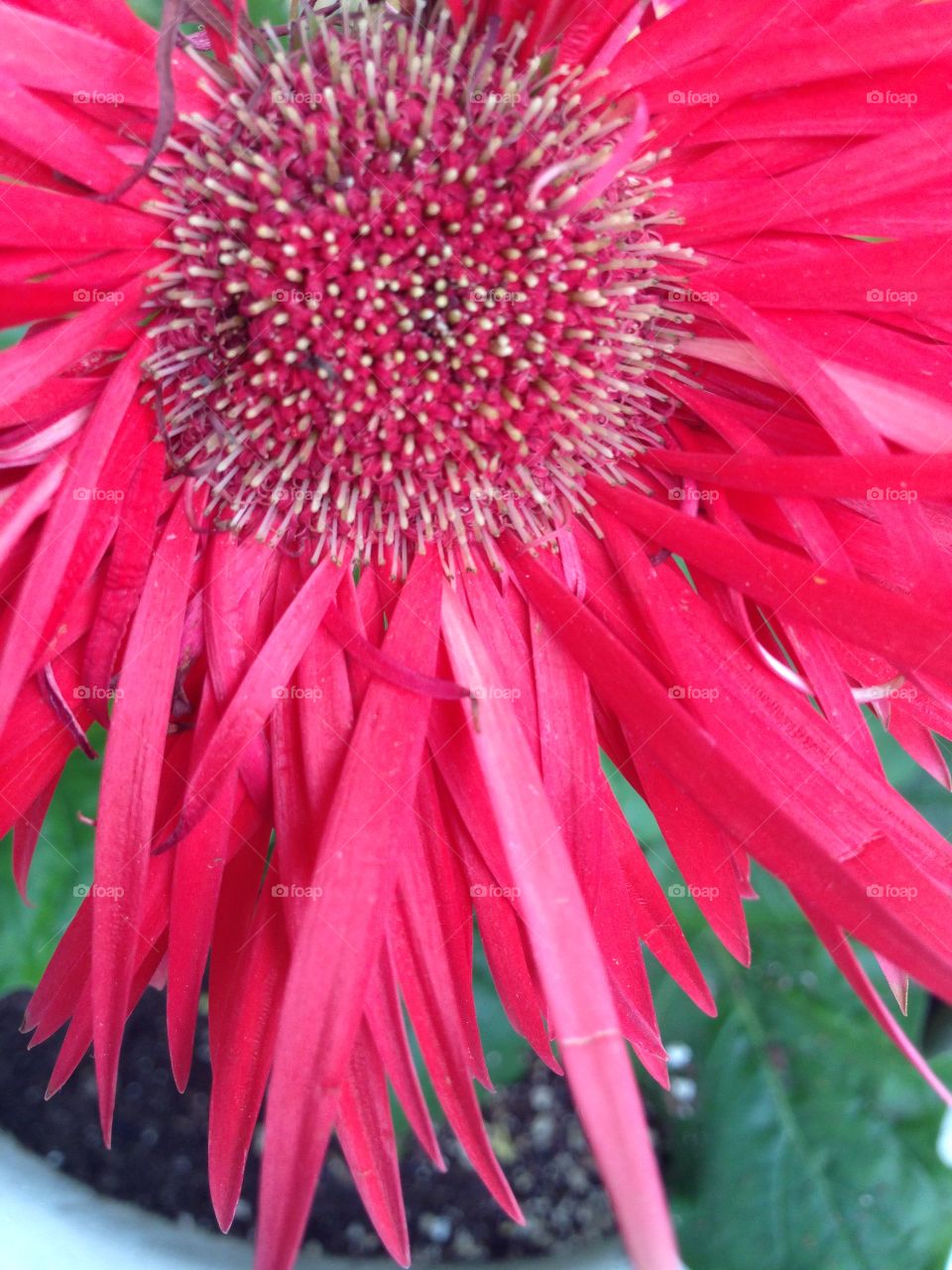 Bright Flower. Red daisy