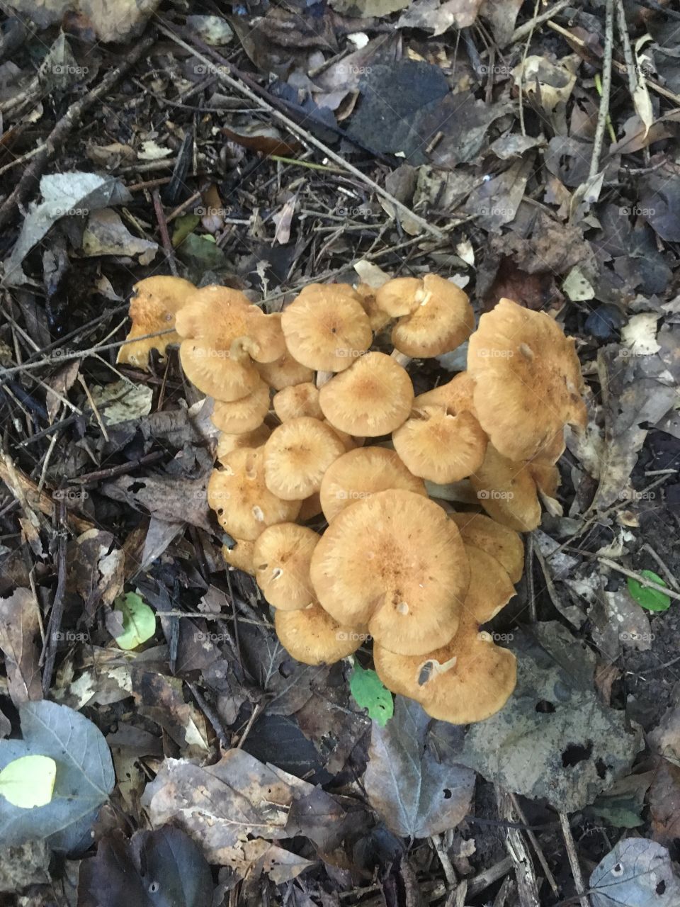 Ringless honey mushrooms 