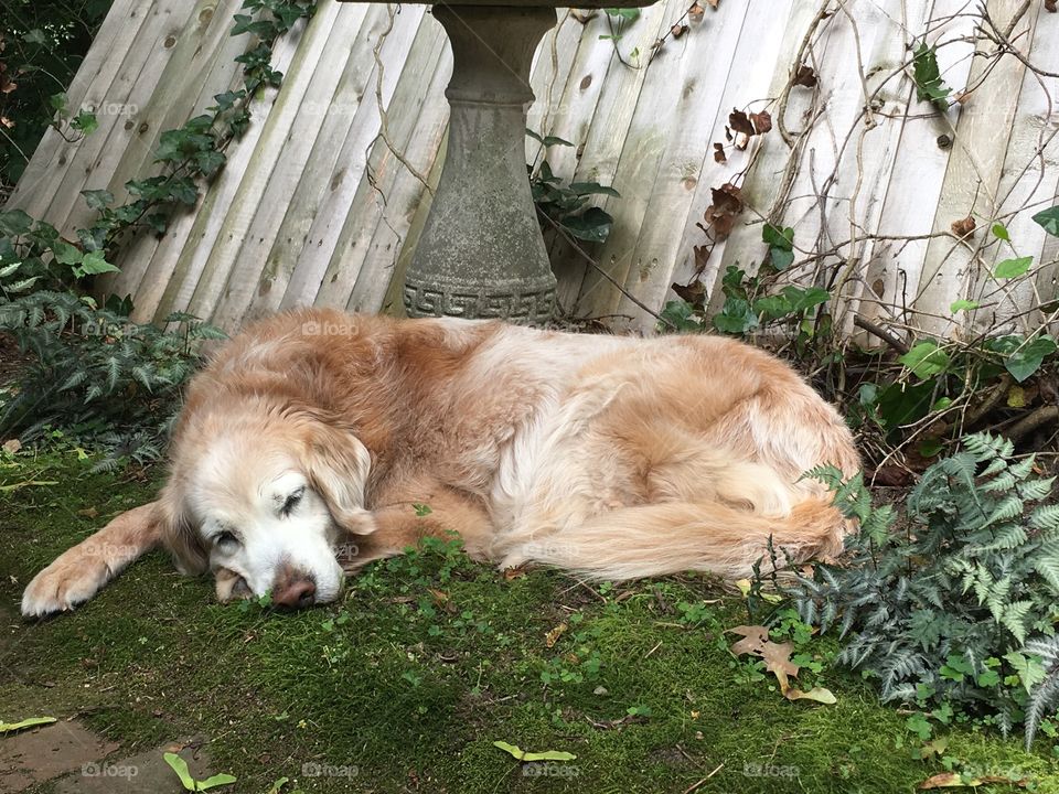 Tired old dog