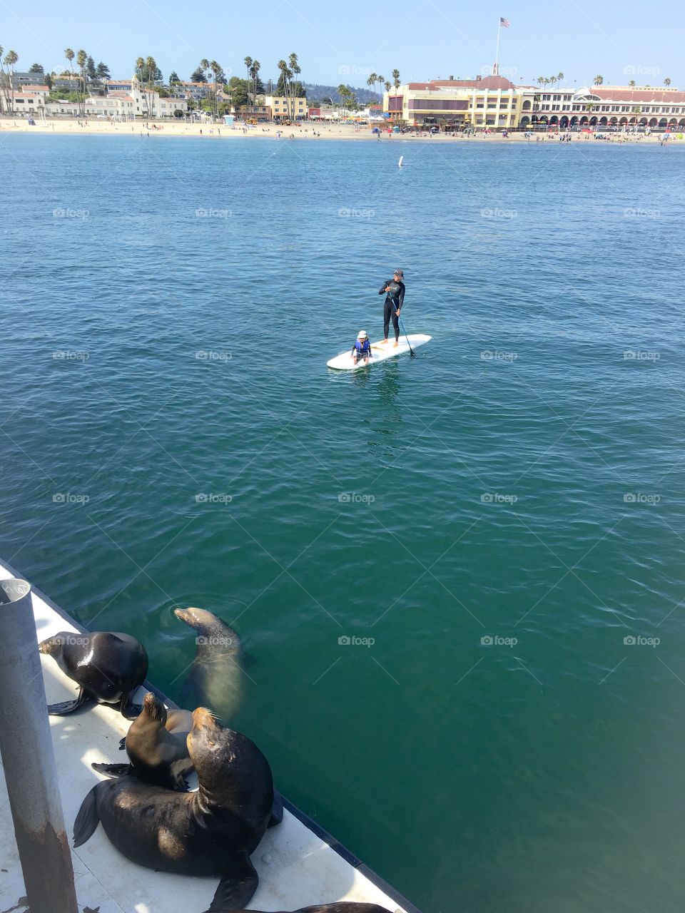 Paddle boarding with sea lions