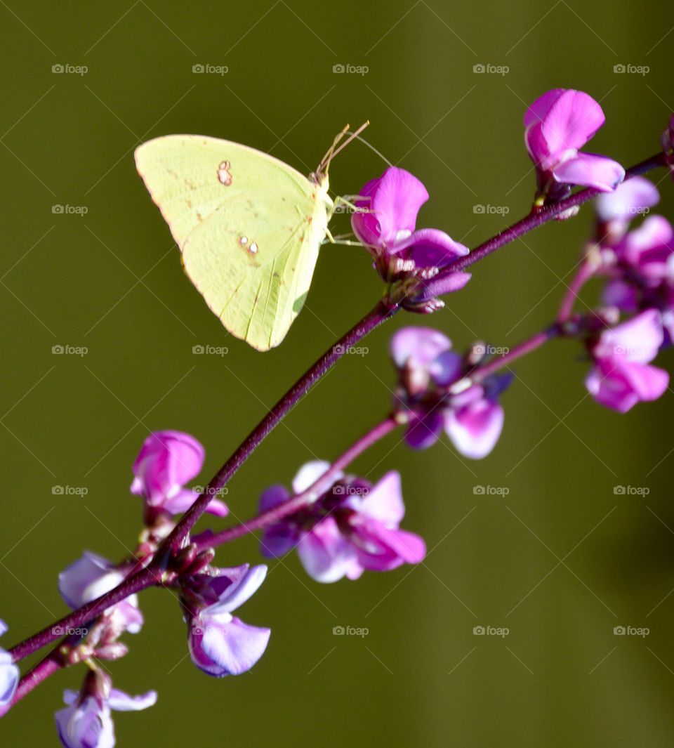 Yellow butterfly on hyacinth bean vine 