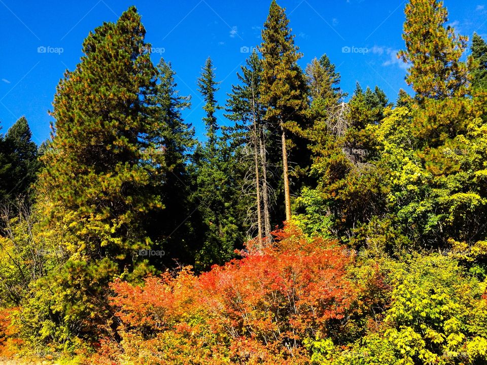 Fall, No Person, Leaf, Nature, Outdoors