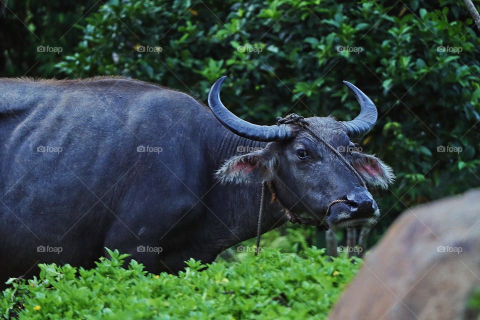 carabao