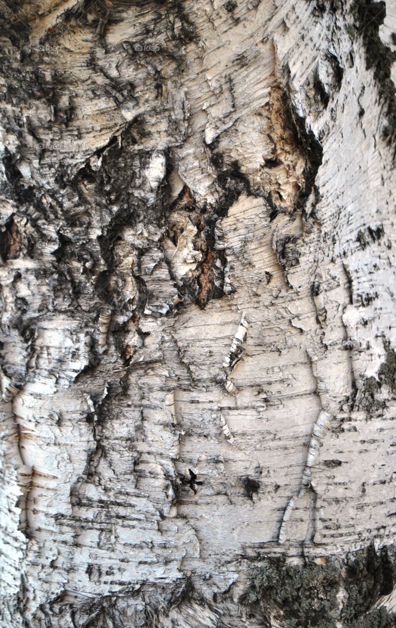 birch bark