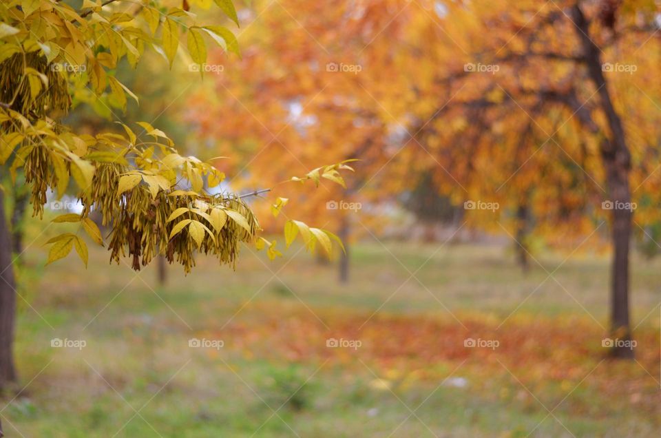 Autumn Landscape