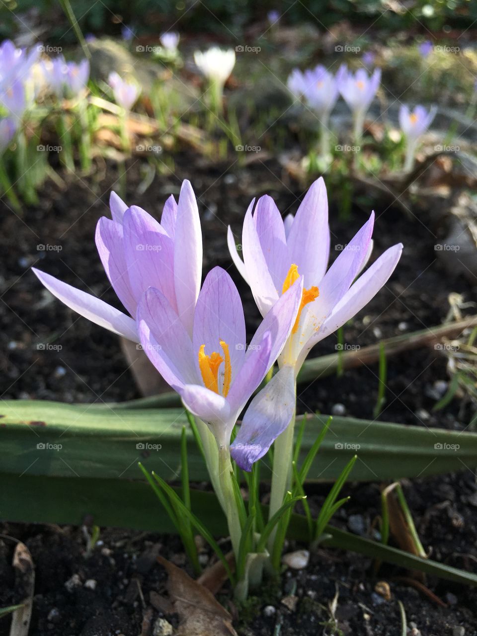 Crocus