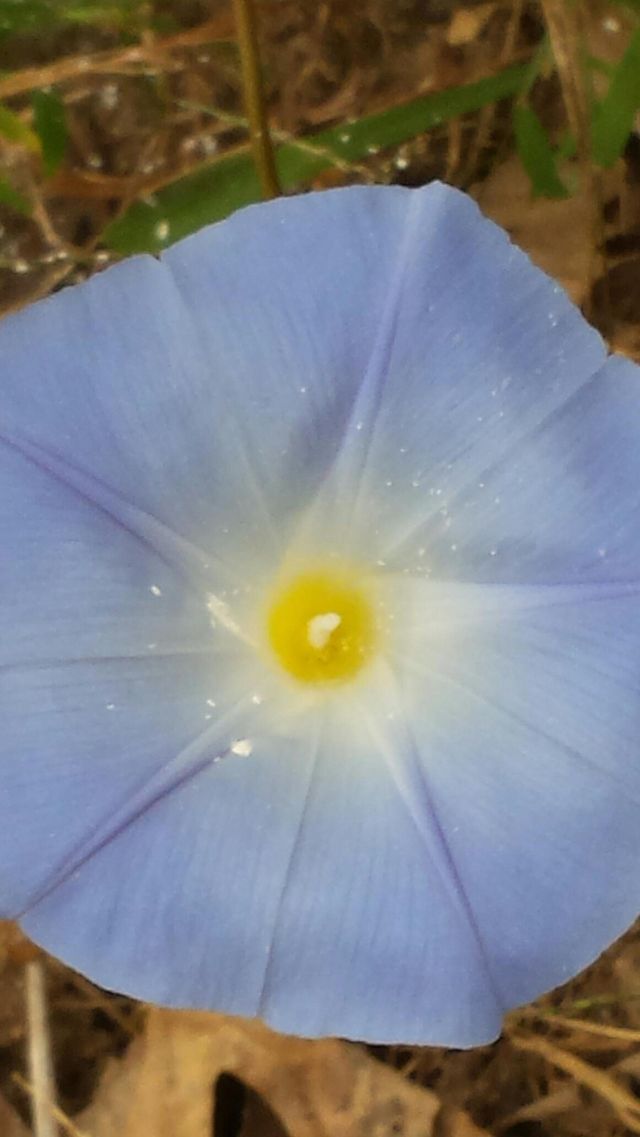 pretty blue flower