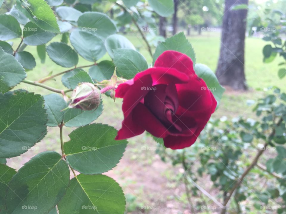 The beauty of that which stands alone... a rose waiting fore love to bloom 