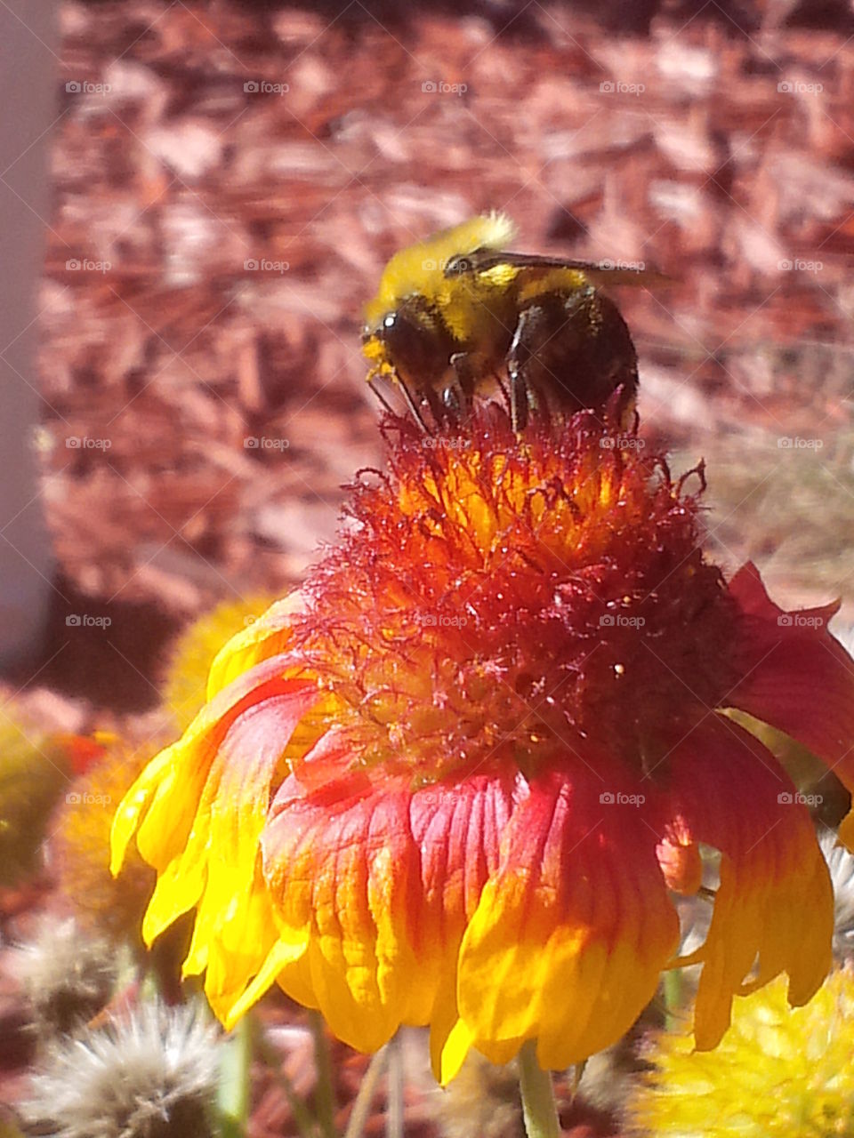 Bee collecting pollen