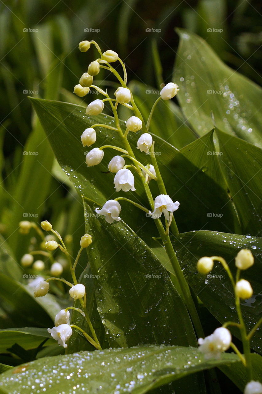 Forest lily of the valley with dew drops