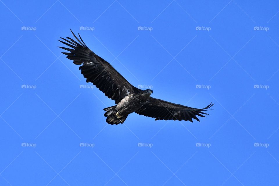 Majestic sea eagle