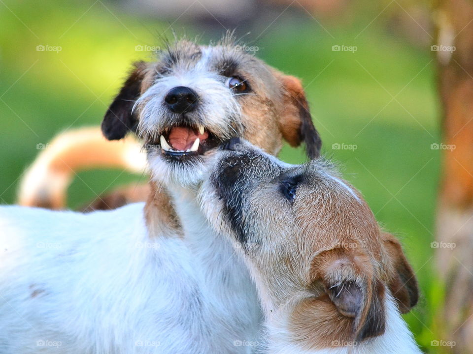 Dogs playing