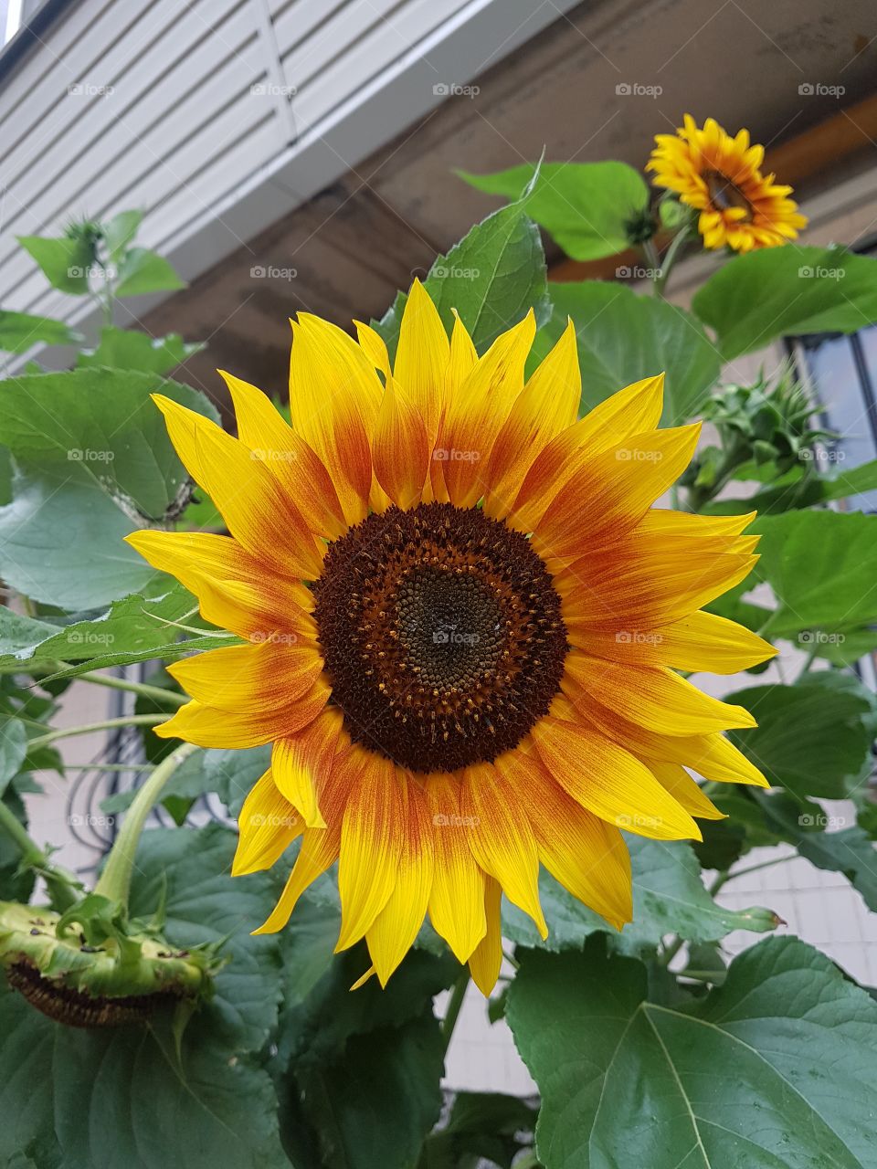 sunflowers