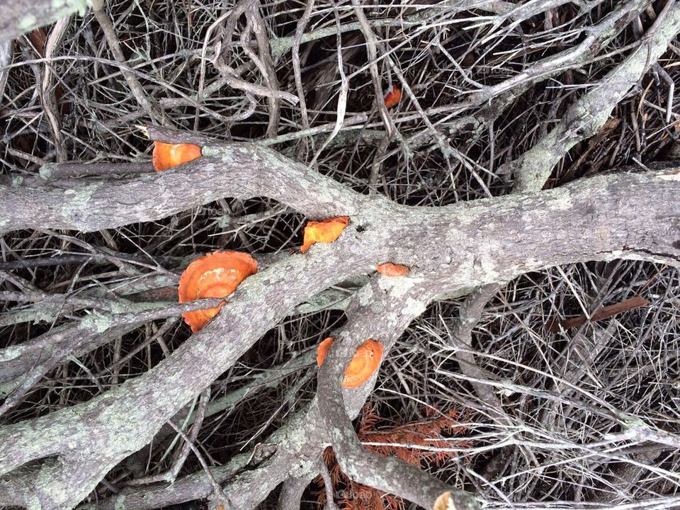 Brilliant mushrooms in Australia
