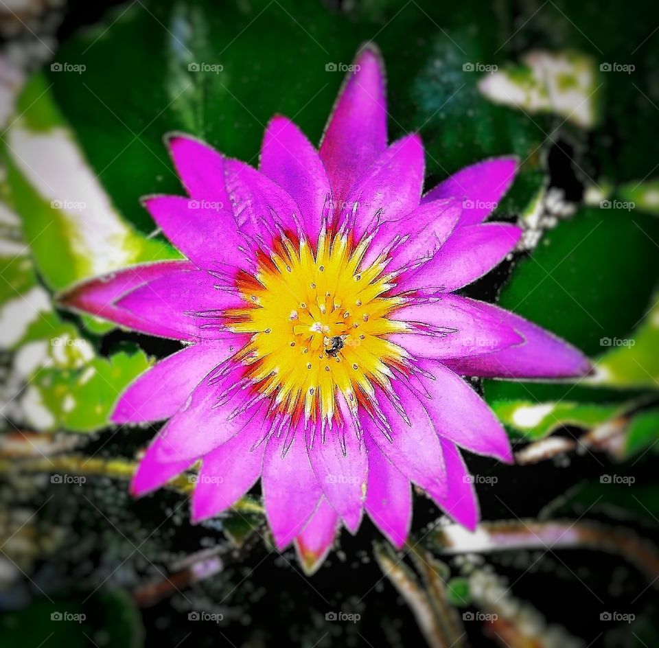 The beauty of lotus flower