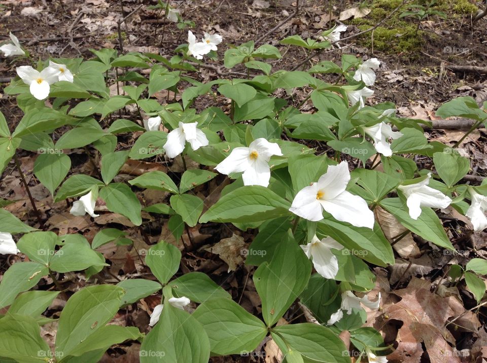 Trillium flowers