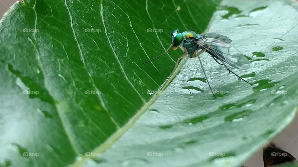 Nature, Insect, Leaf, Fly, No Person