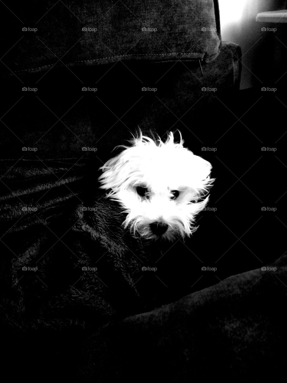 Dog, Monochrome, Pet, Canine, Portrait