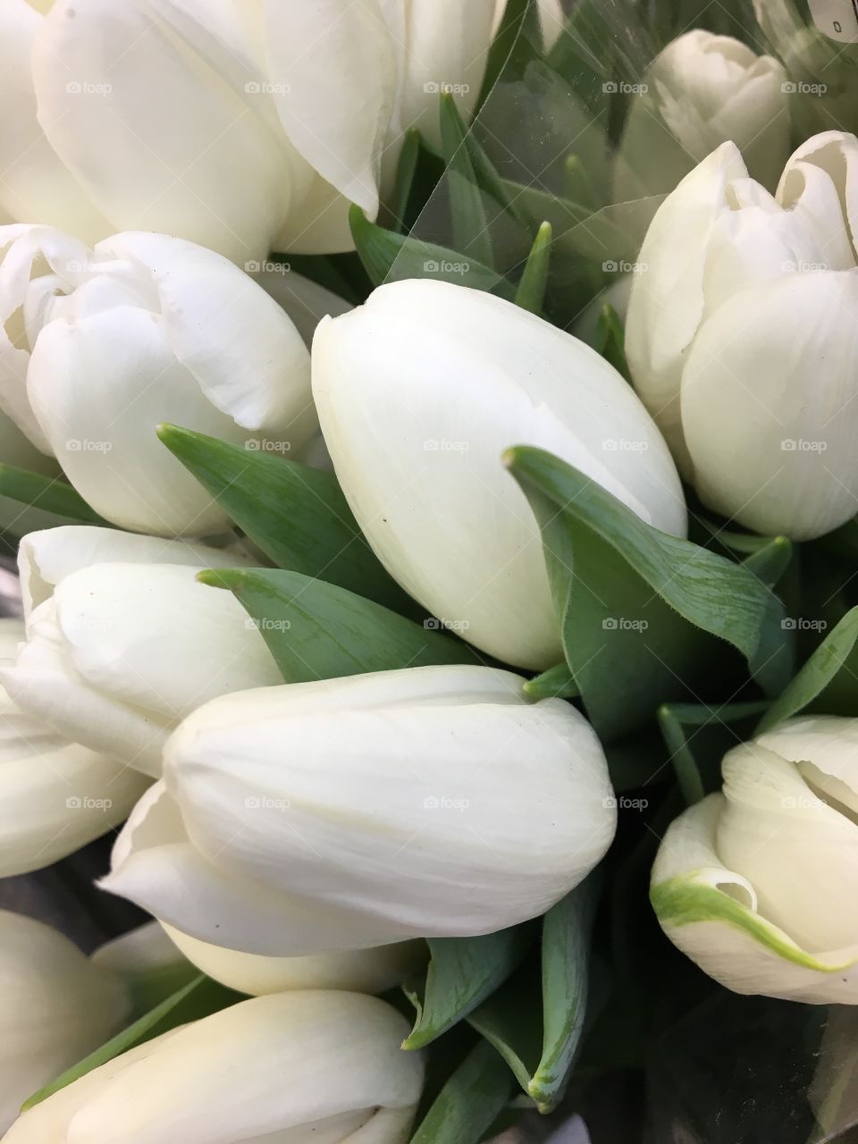 White Tulips