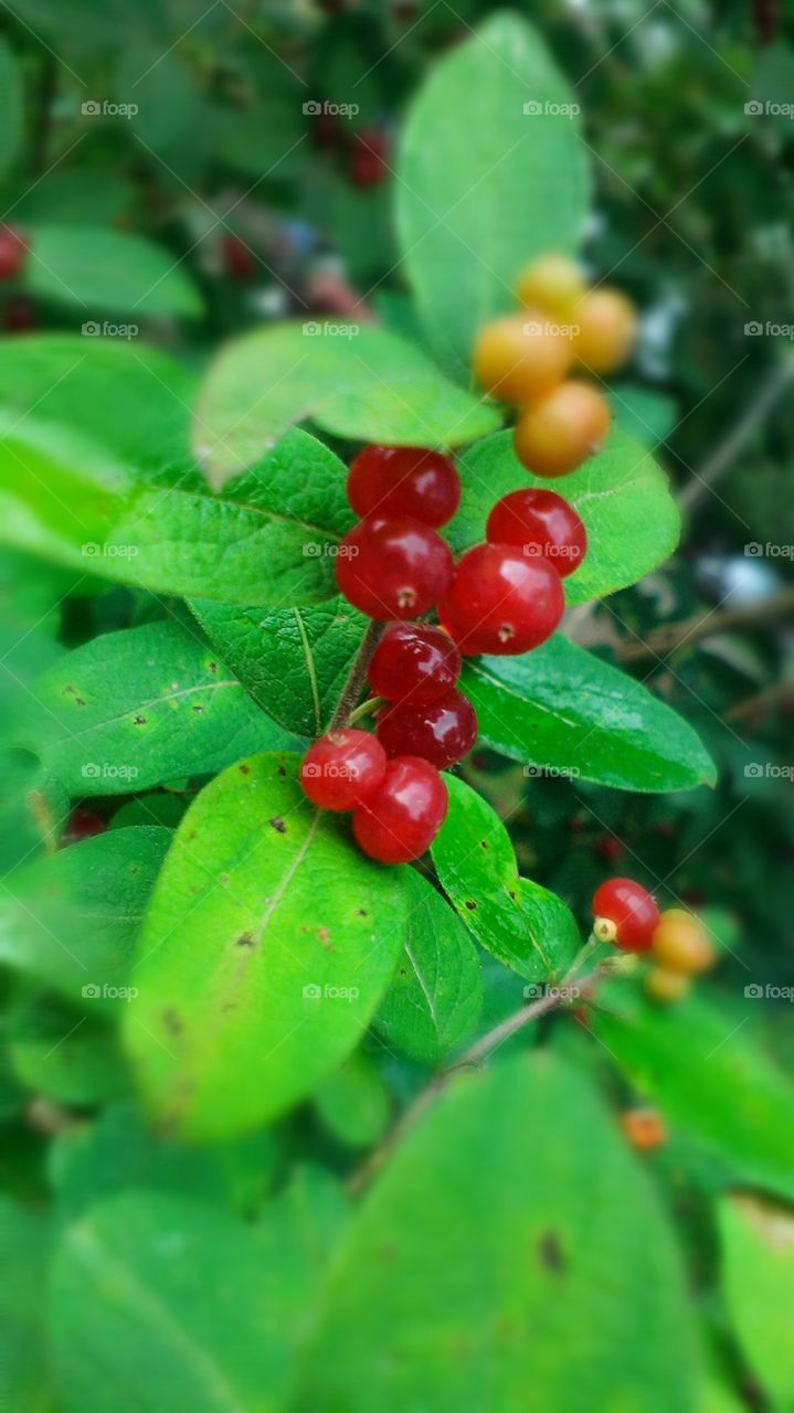 Red berries on green leaves in the summer