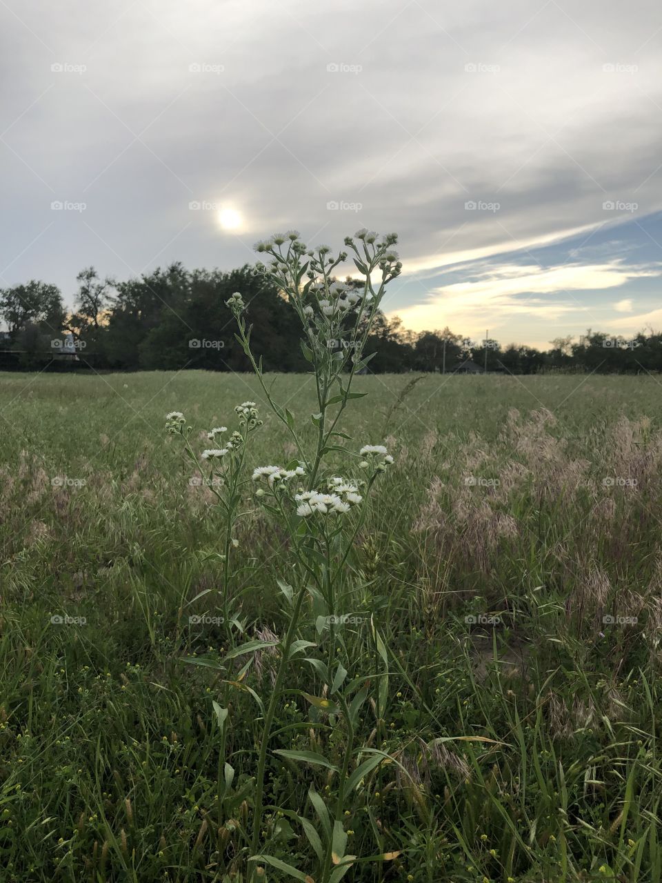 Late afternoon sky and summer field