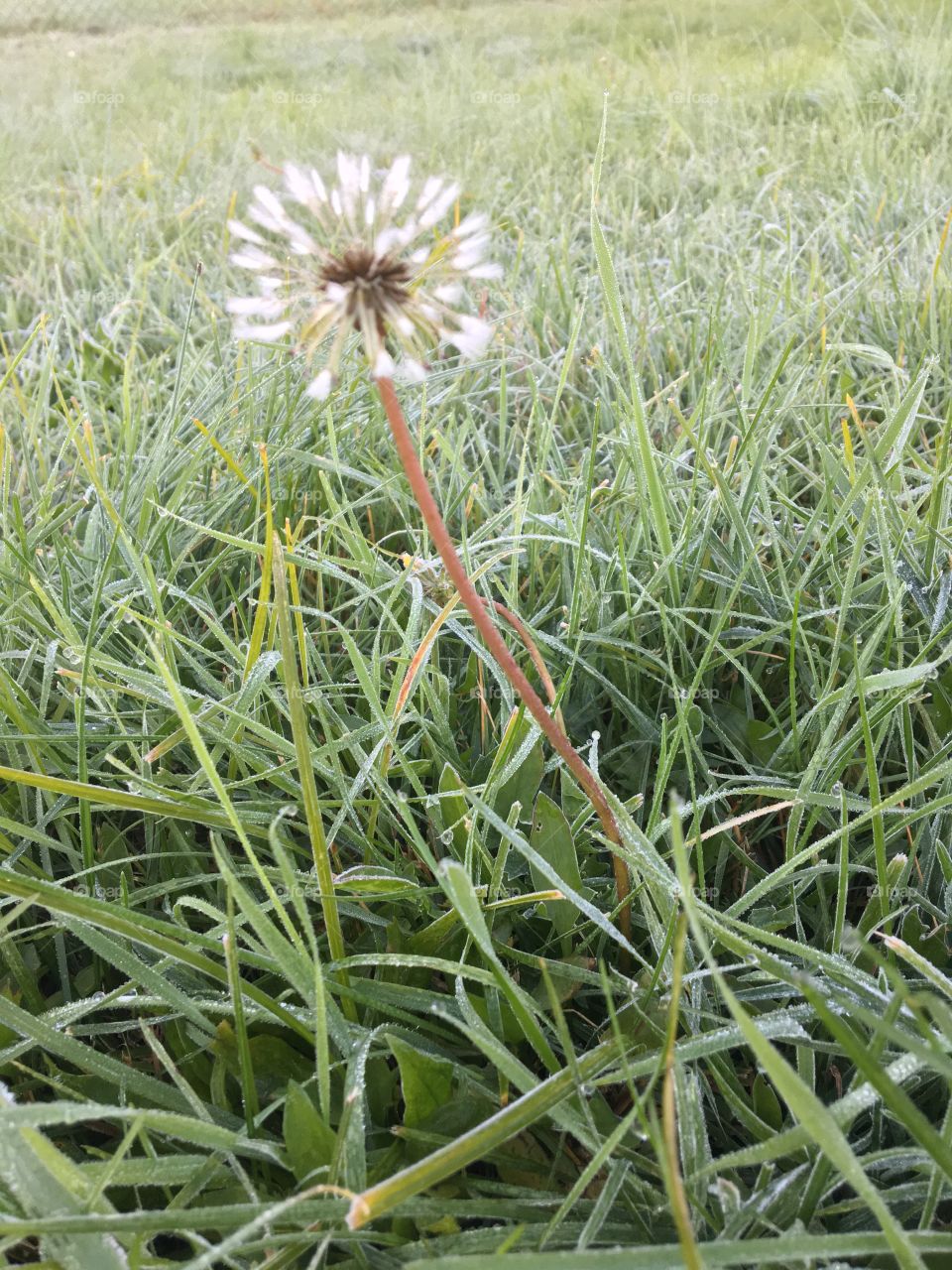 Dandelion in the frost 