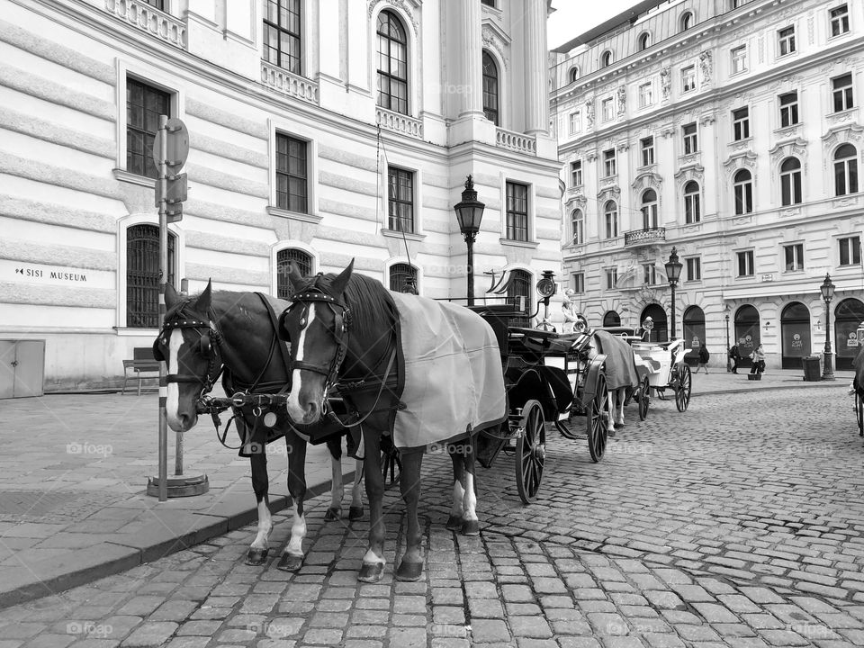 B&W in Vienna