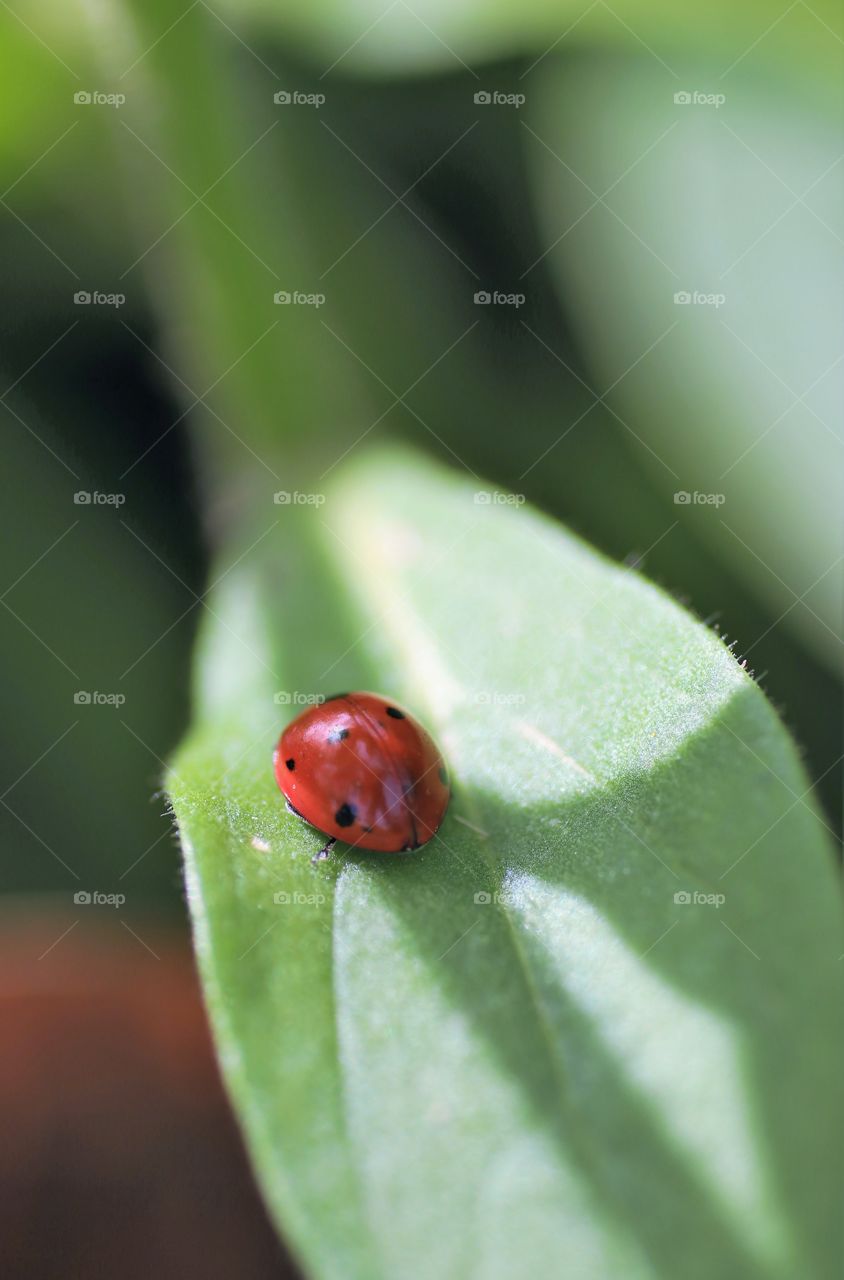 ladybird
ladybird also called lady bug on a leaf in a garden.