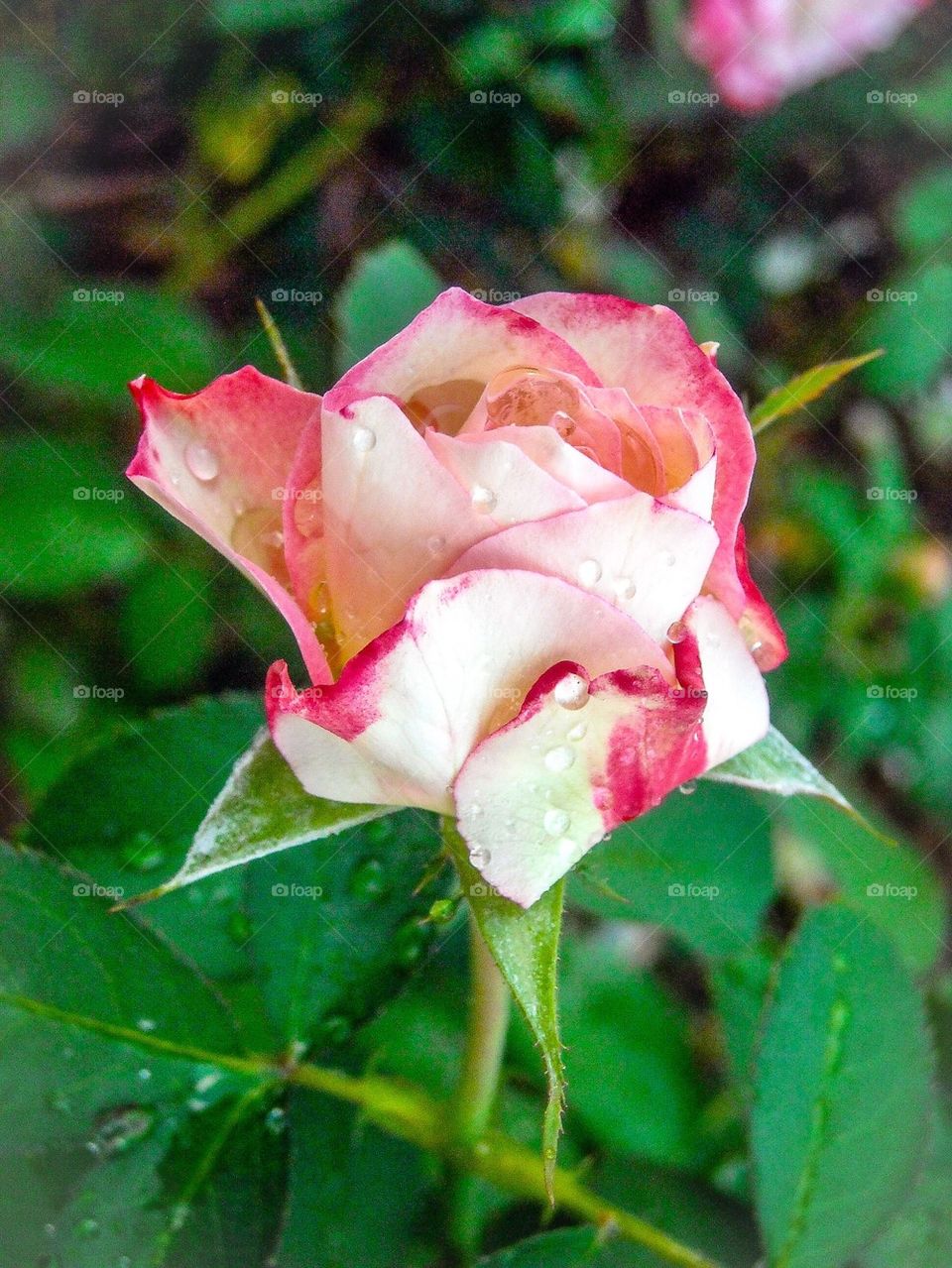 Rose after the Rain