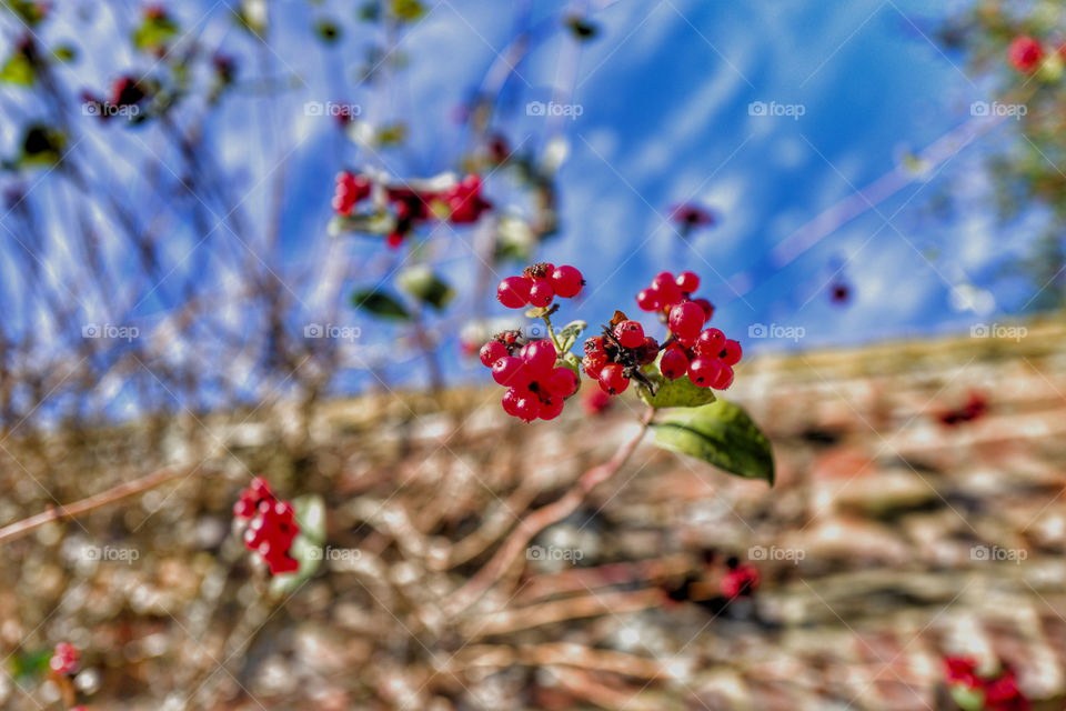 Red berries