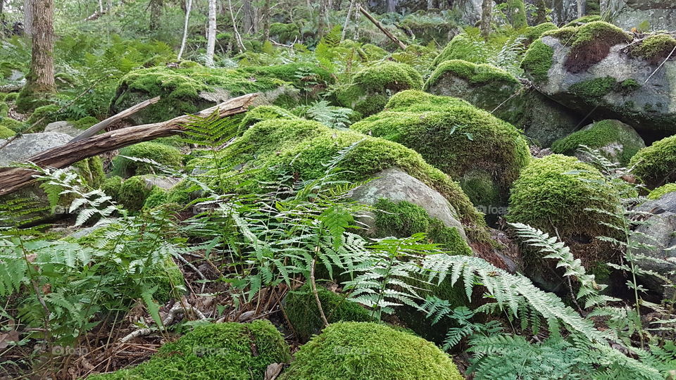 Mossy stones troll forest - mossiga stenar trollskog 