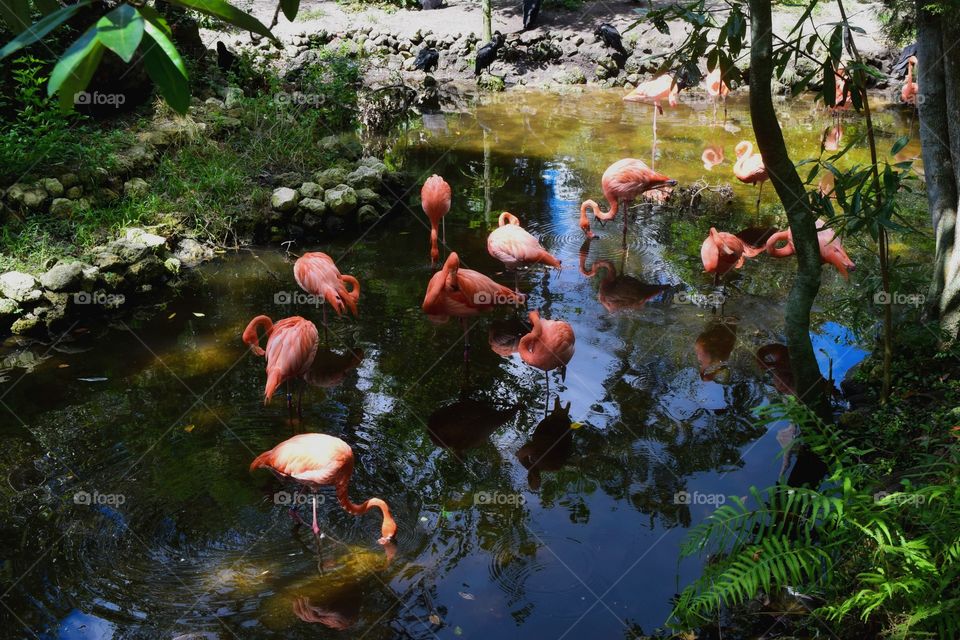 Flamingos time 