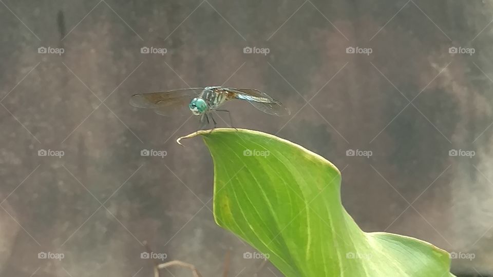 No Person, Nature, Leaf, Outdoors, Summer