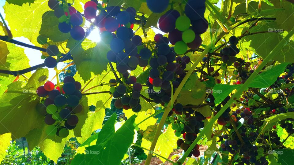 sun thru grape vine