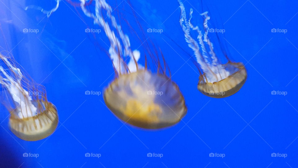 Jellyfish, Underwater, Fish, Ocean, Aquarium