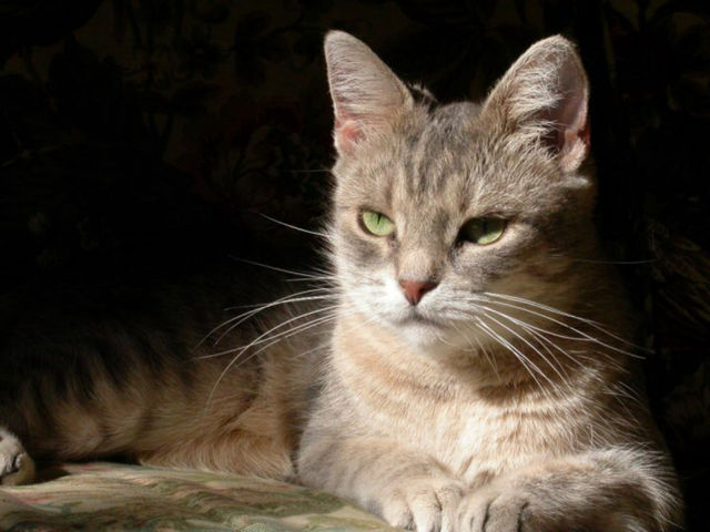 Beautiful cat