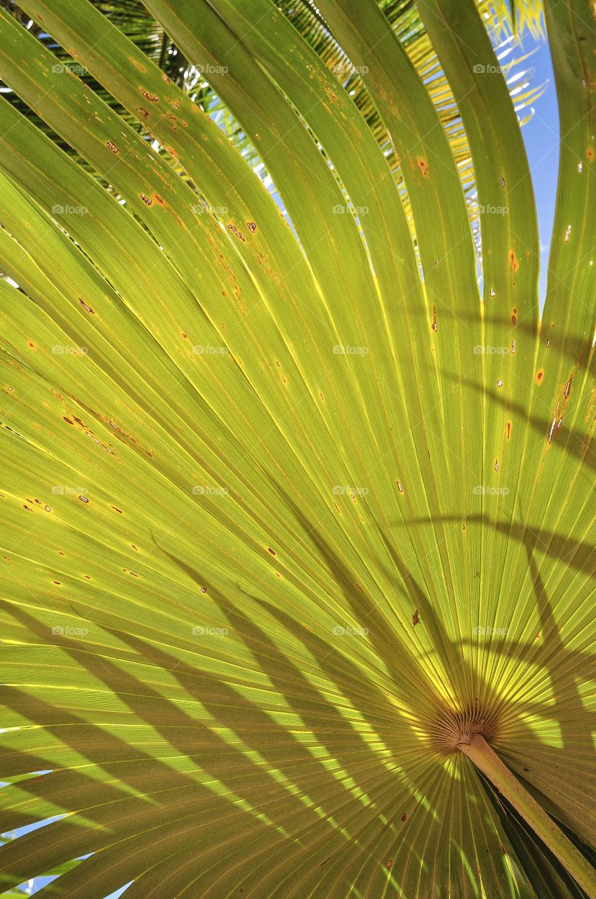 Fan Palm Tree, Tamuning, Guam