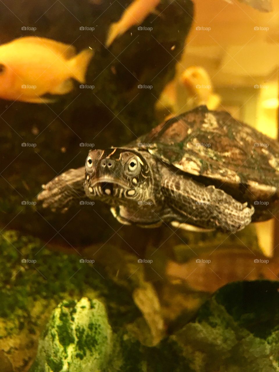 Curious turtle