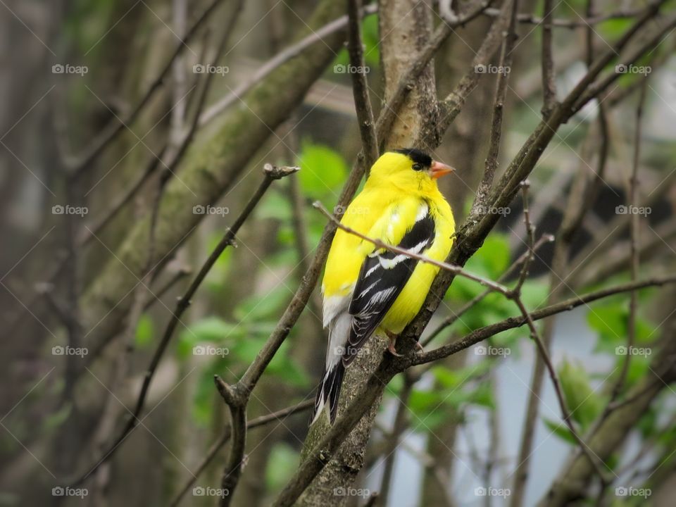 Yellow goldfinch my yard