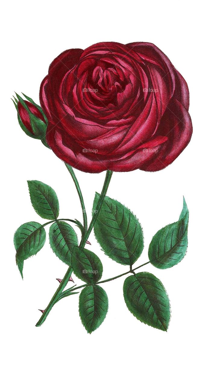 how much do you like it