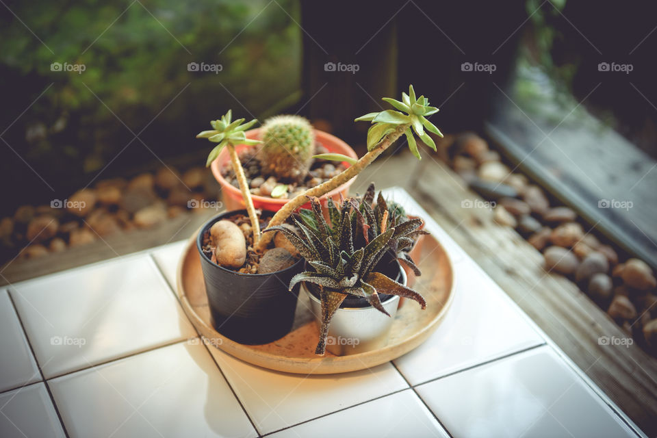 Decoration cactus on dining table