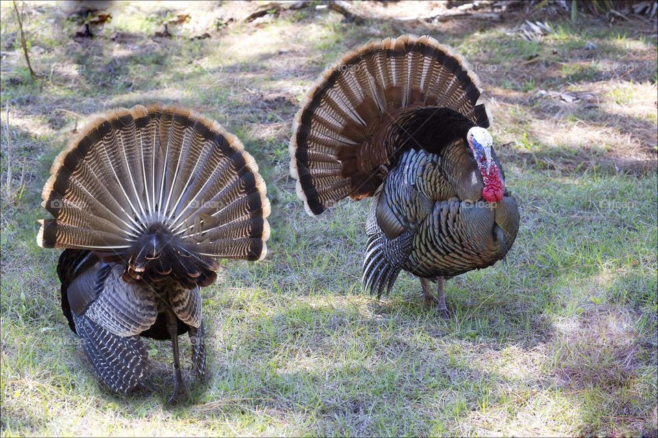 Turkeys front and back