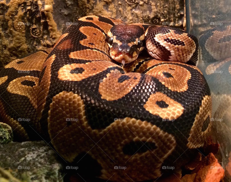 Baby ball python 